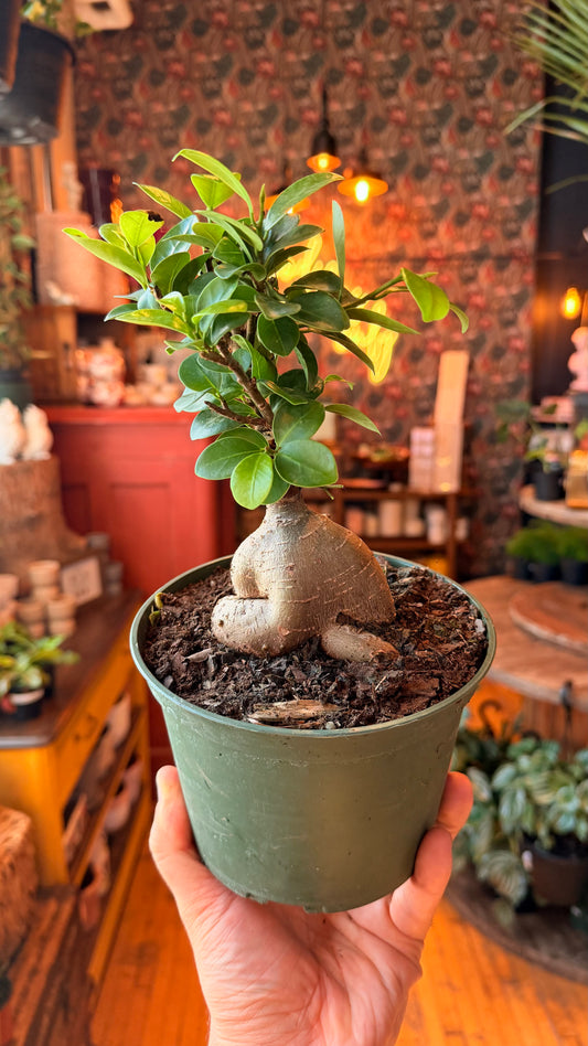 6” Ginseng Bonsai
