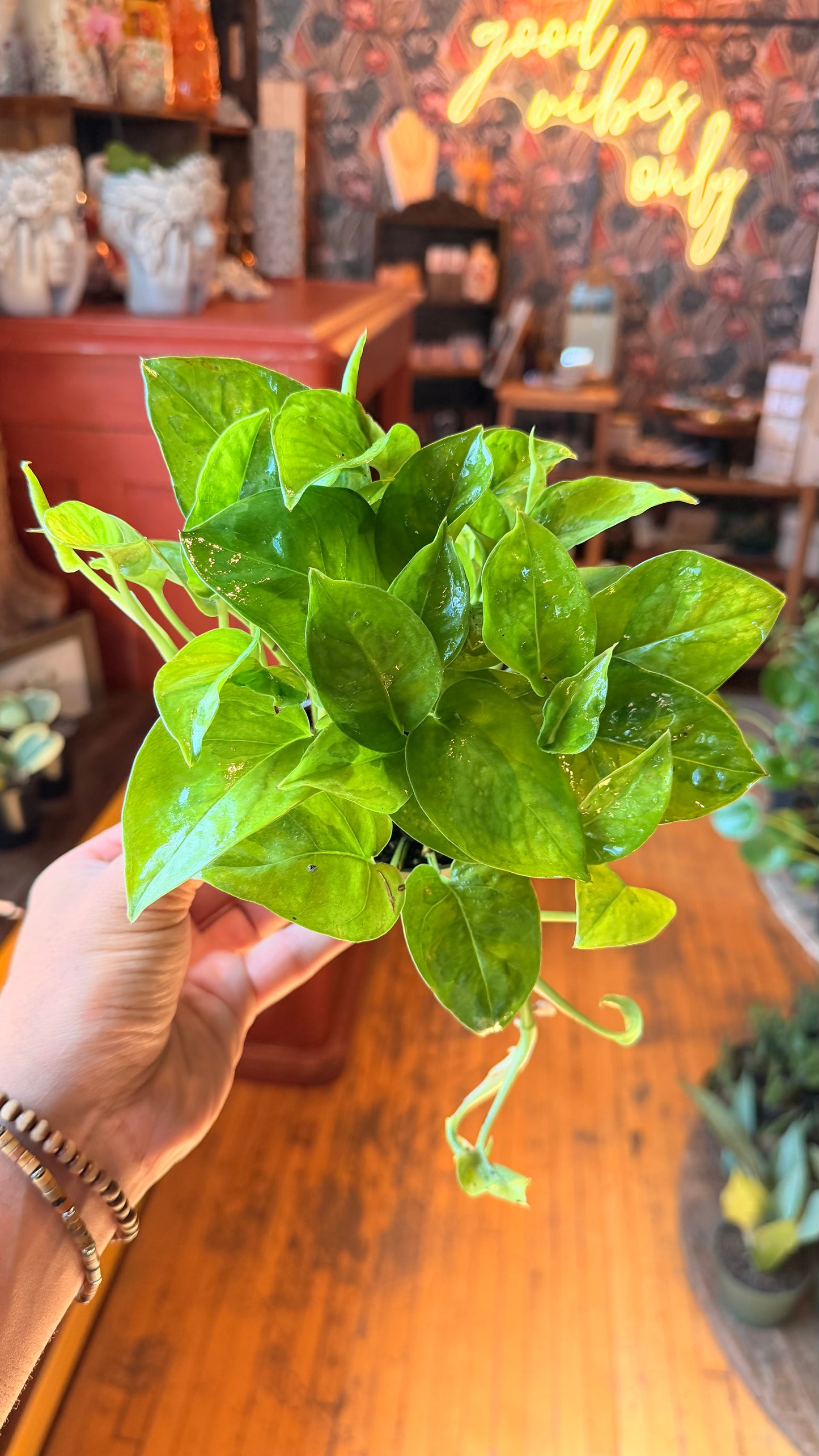 4” Emerald Pothos
