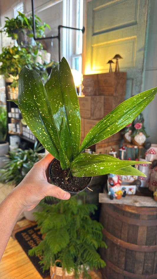 4” ‘Milky Way’ Cast Iron Plant