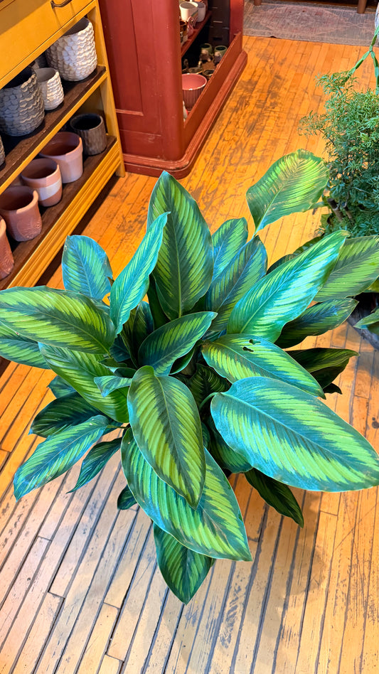10” Beauty Star Calathea