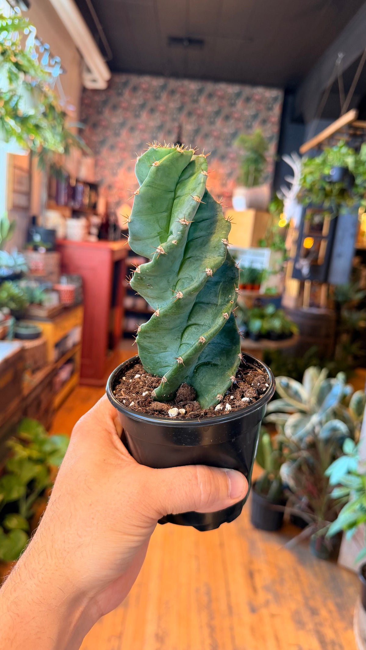 4” Spiral Cactus