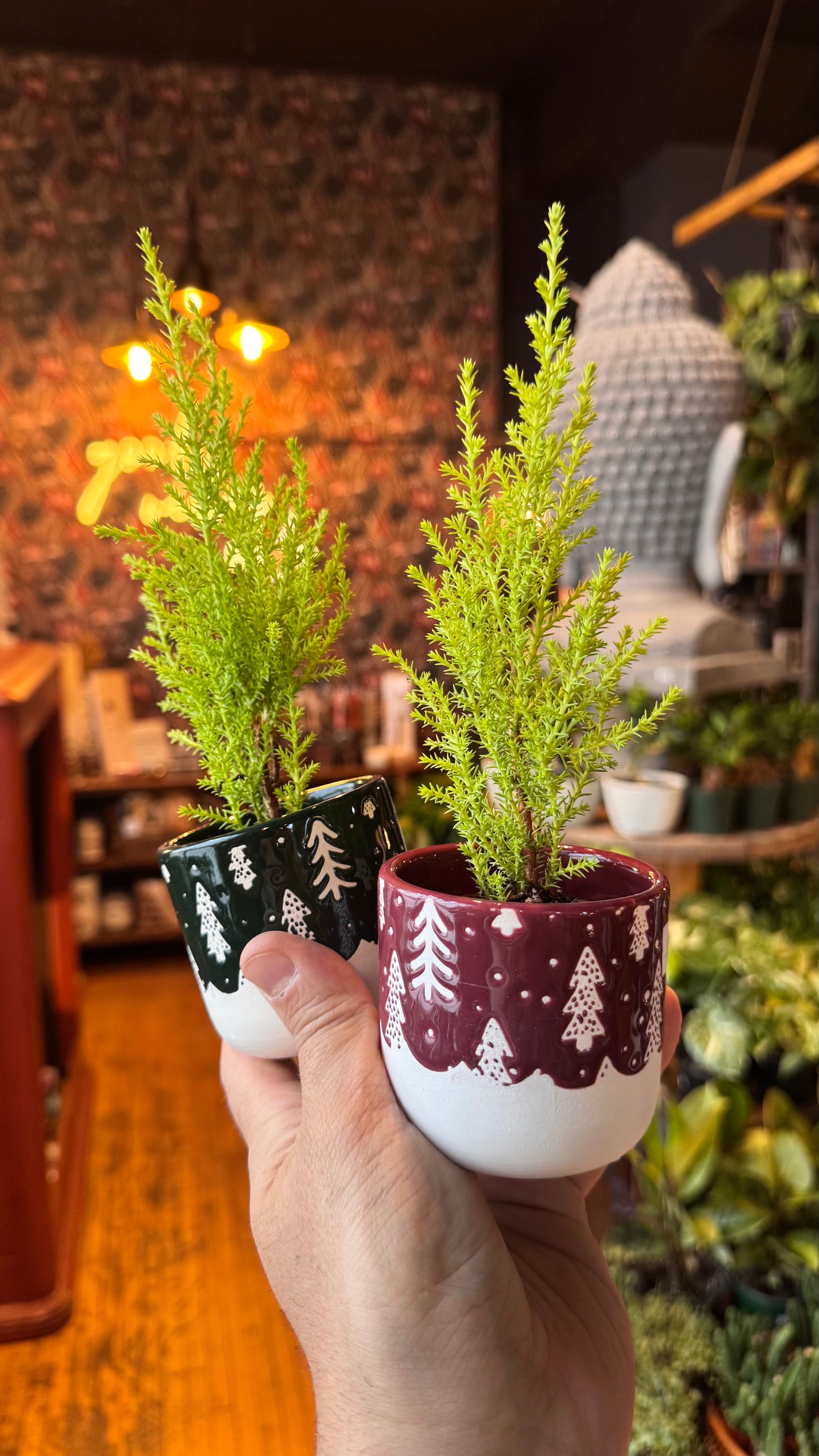 2.5” Colorado Mini’s