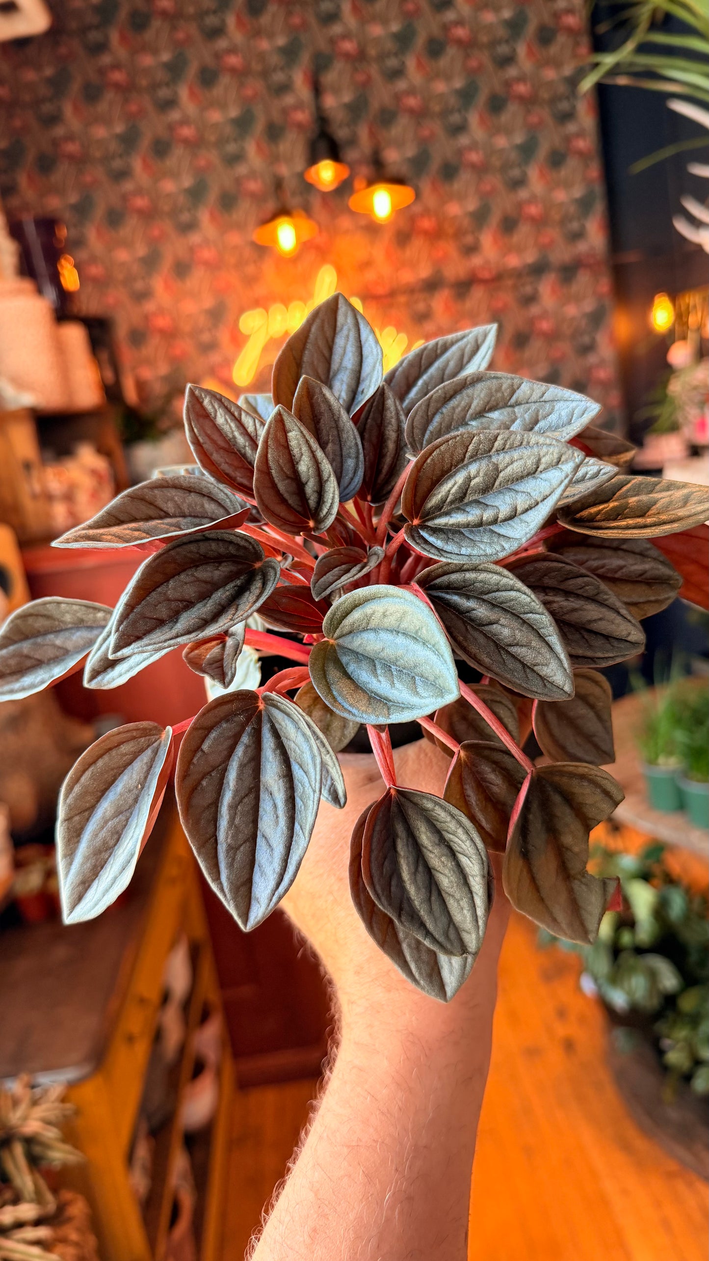 4” Peperomia Santorini
