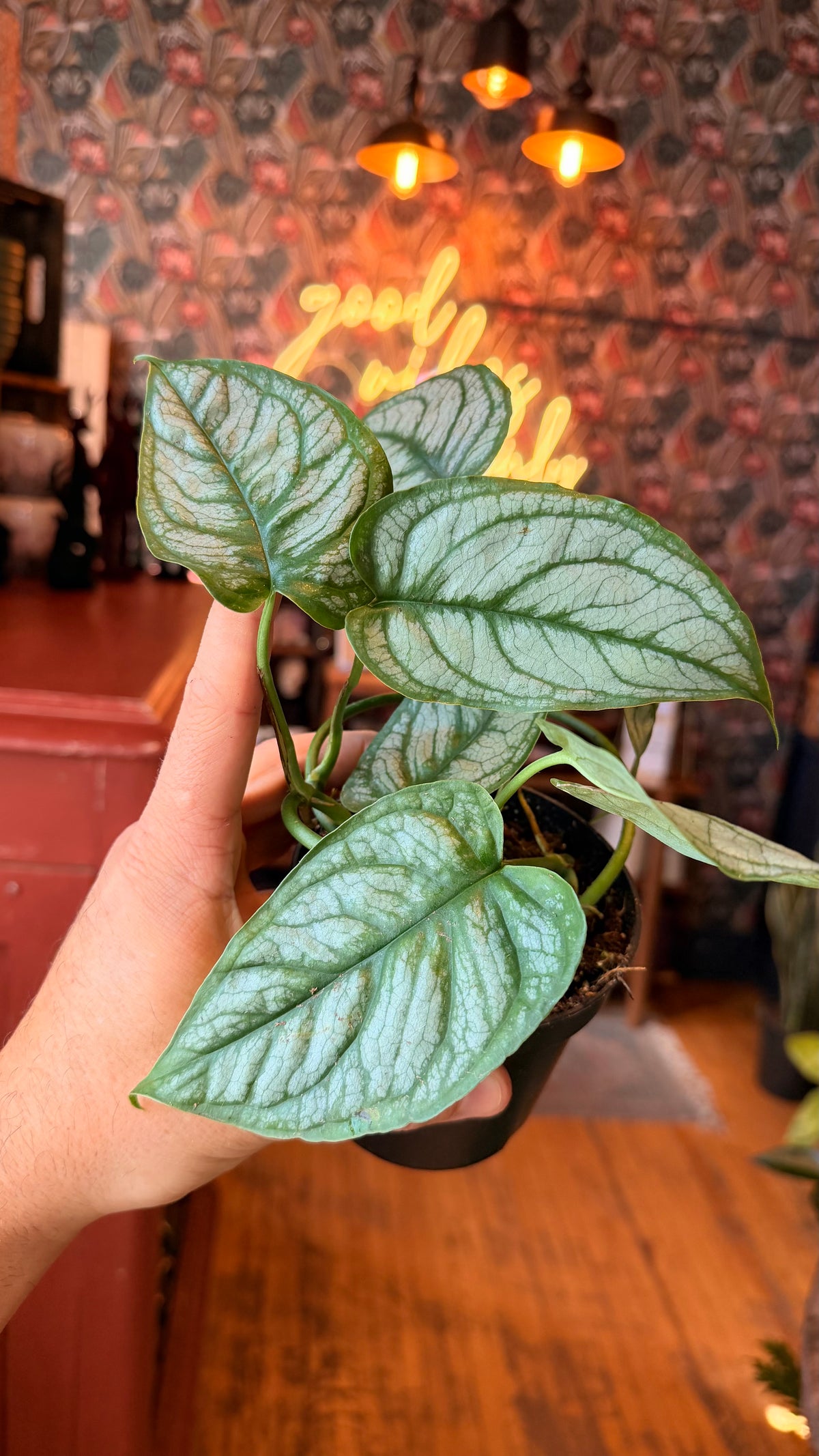 4” Siltepecana Monstera Mature