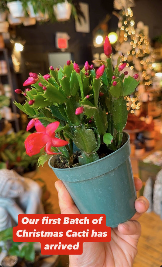 4” Christmas Cactus(Zygo) Assorted