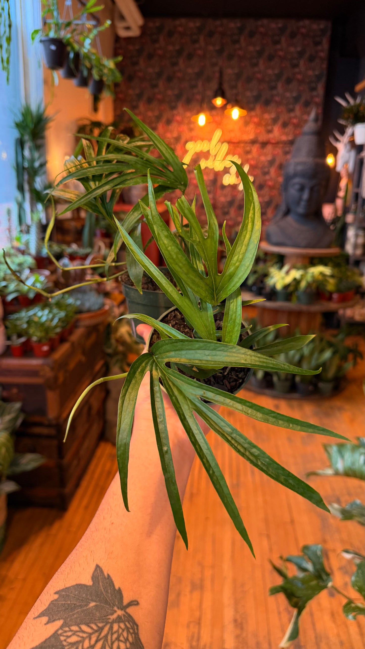 4” Amydrium Zippelianum