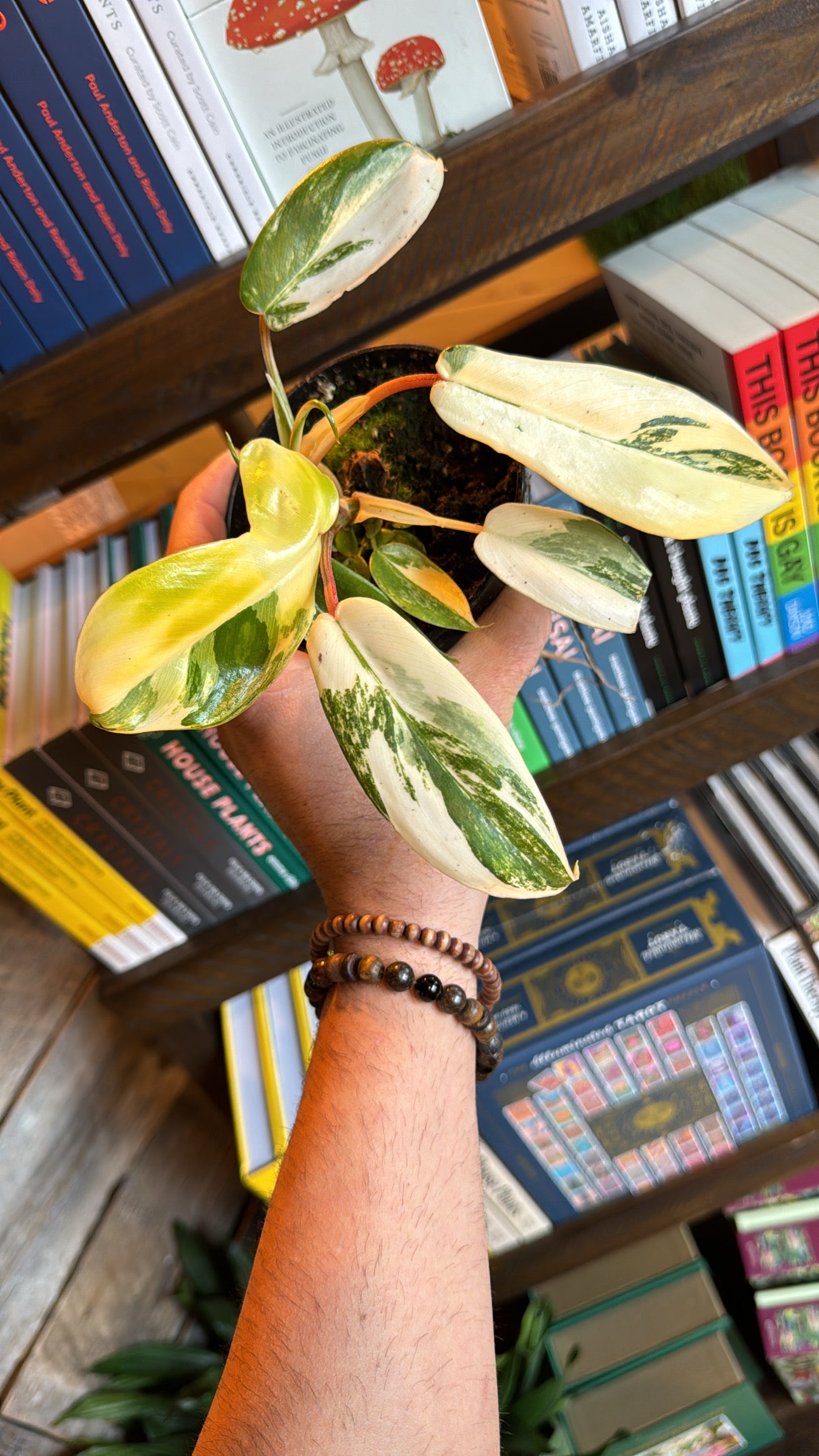 4” Variegated Florida Beauty Philodendron