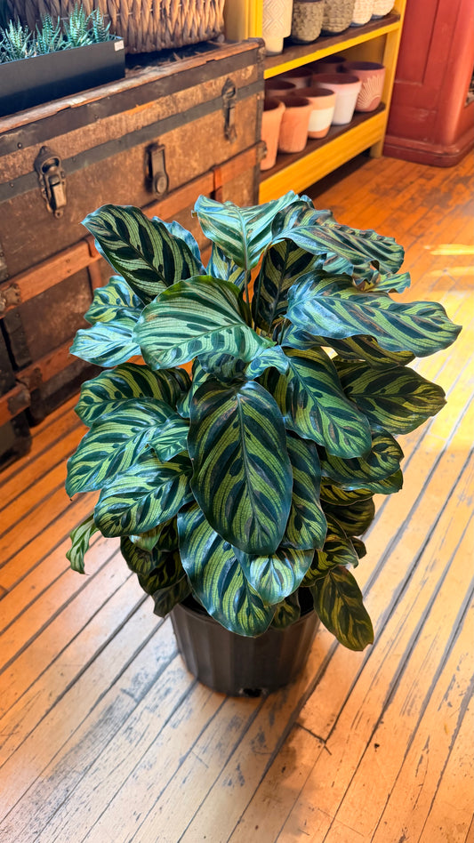 10” Peacock Calathea