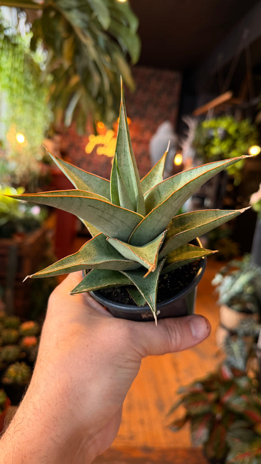 4” Tower Grey Snake Plant