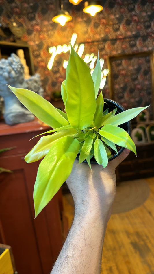 4” Ring of Fire Gold Philodendron