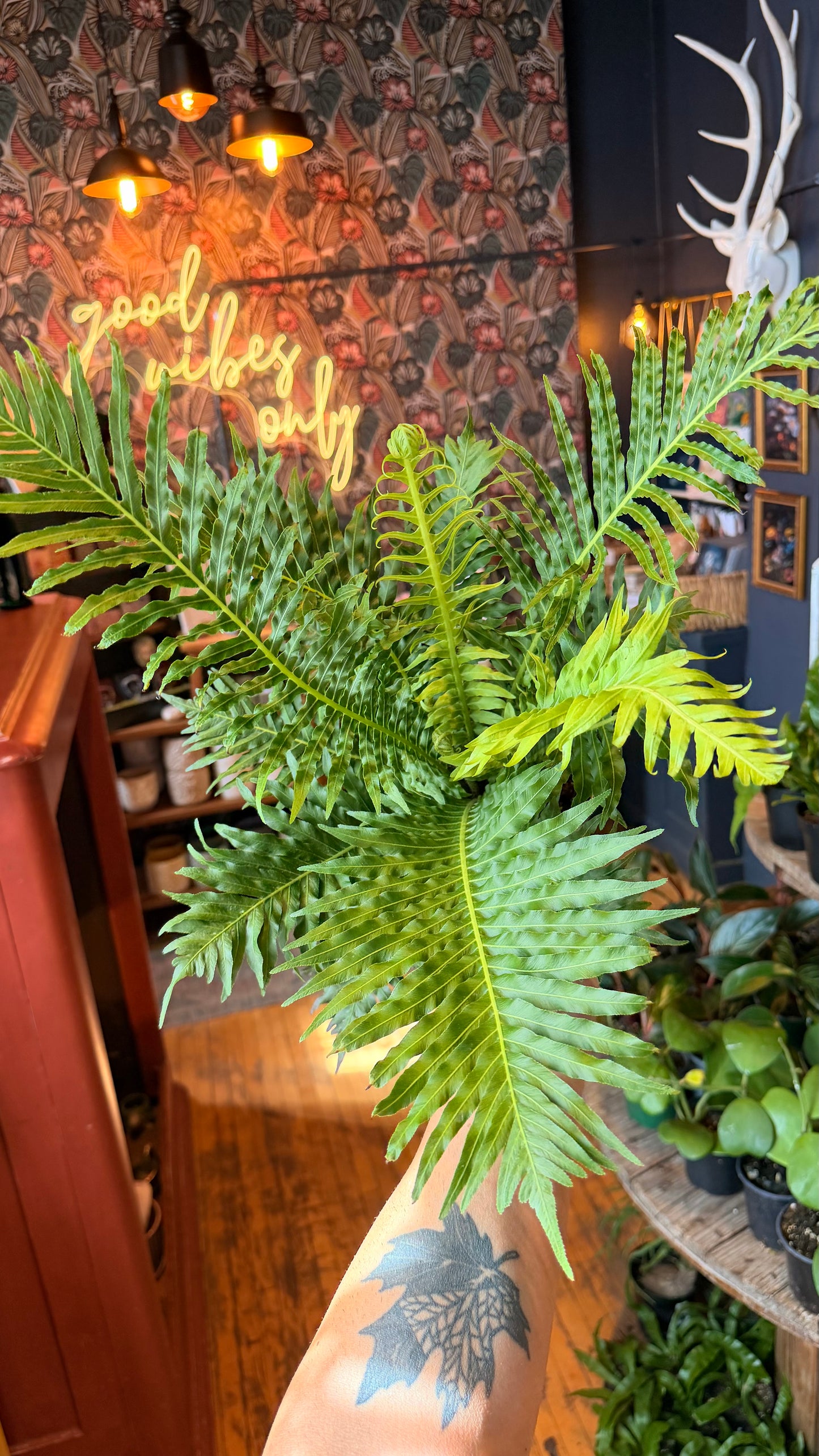 6” Silver Queen Fern