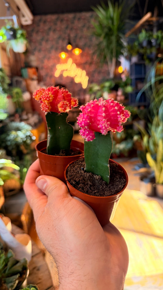 2.5” Crescent Moon Grafted Cactus