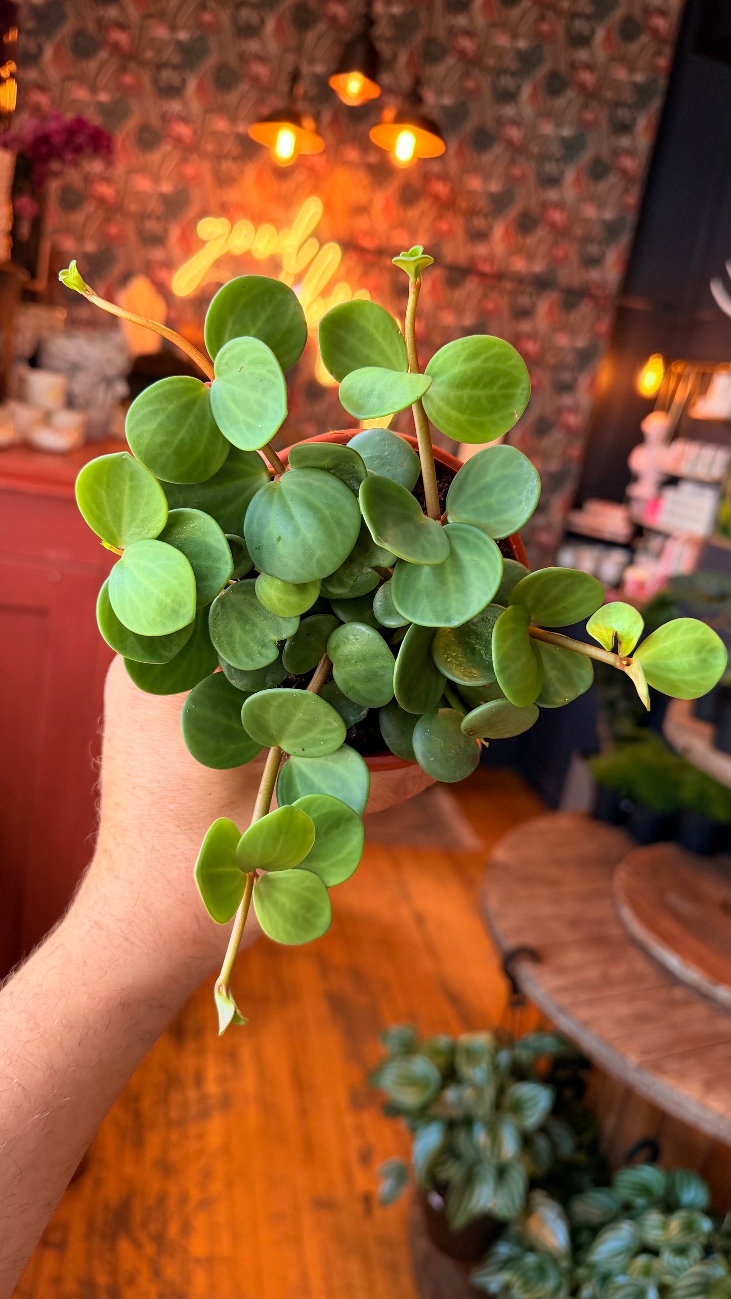 4.5” Peperomia Hope
