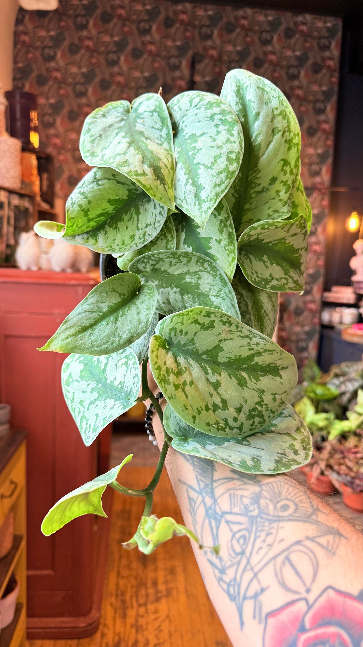 6” Exotica Scindapsus