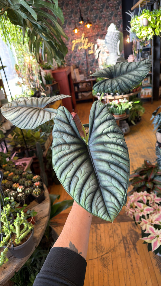 6” Black Diamond Alocasia