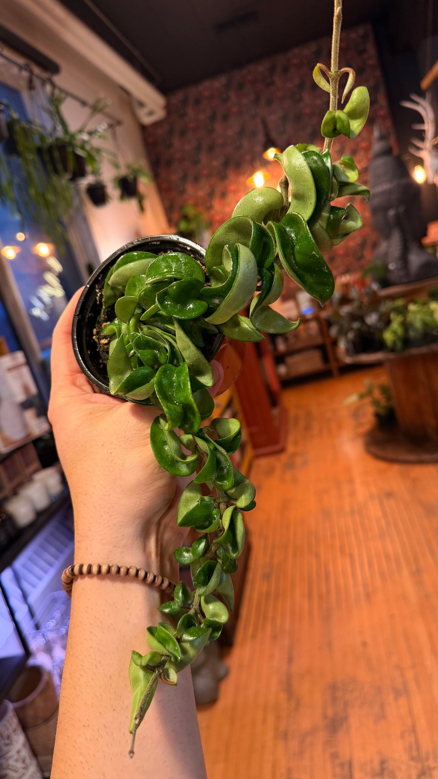 4” Hindu Rope Hoya