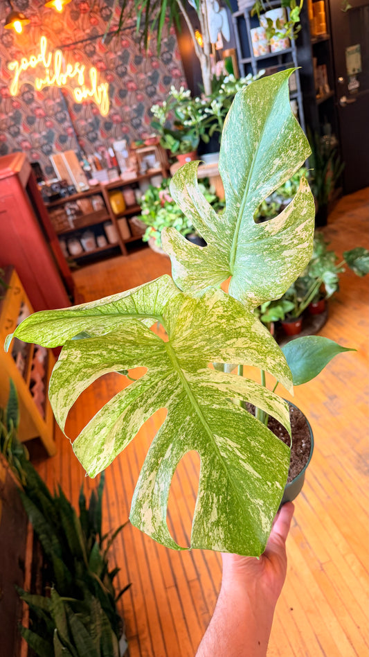 6” Mint Monstera