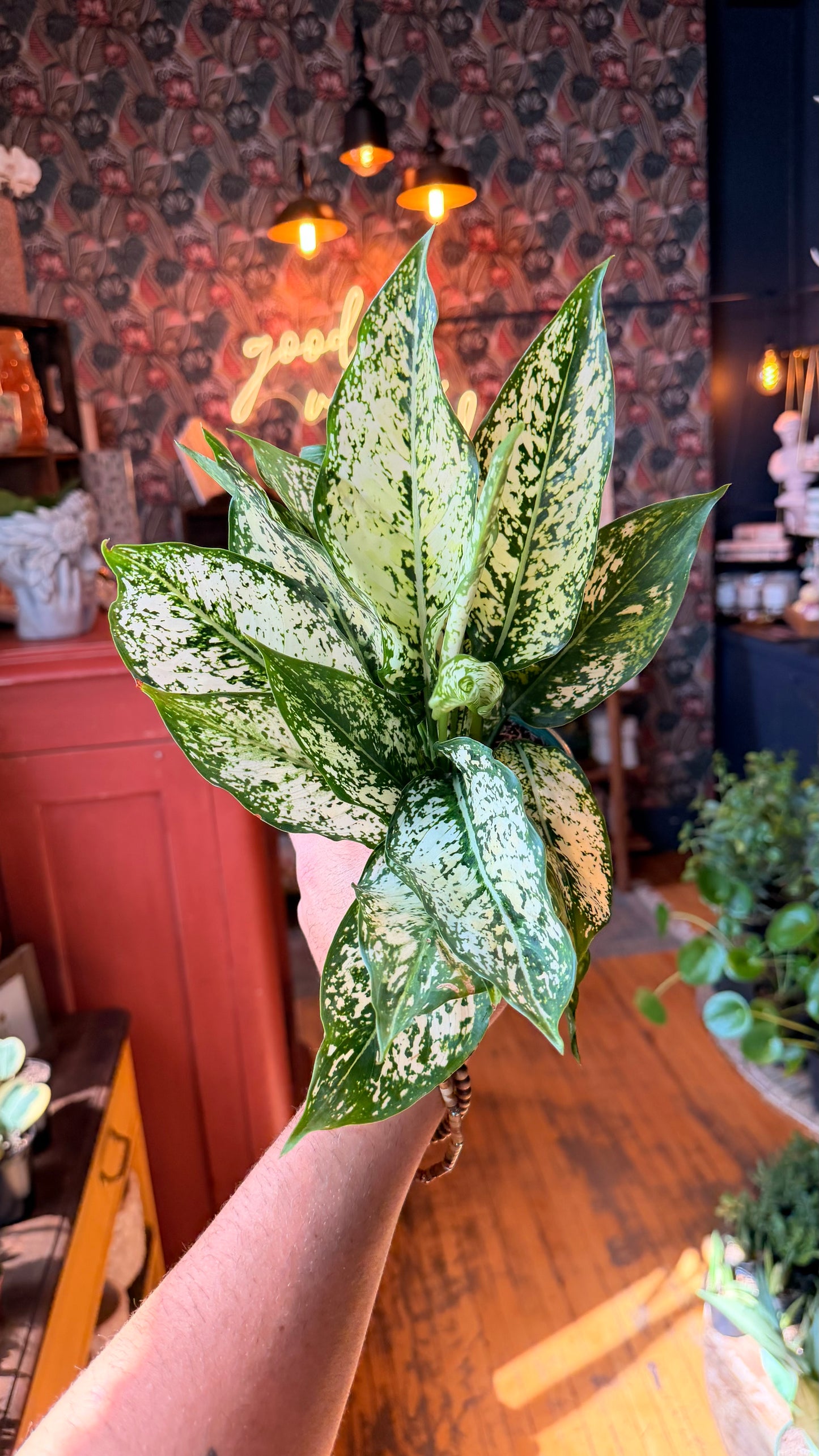 5” Spring Snow Aglaonema