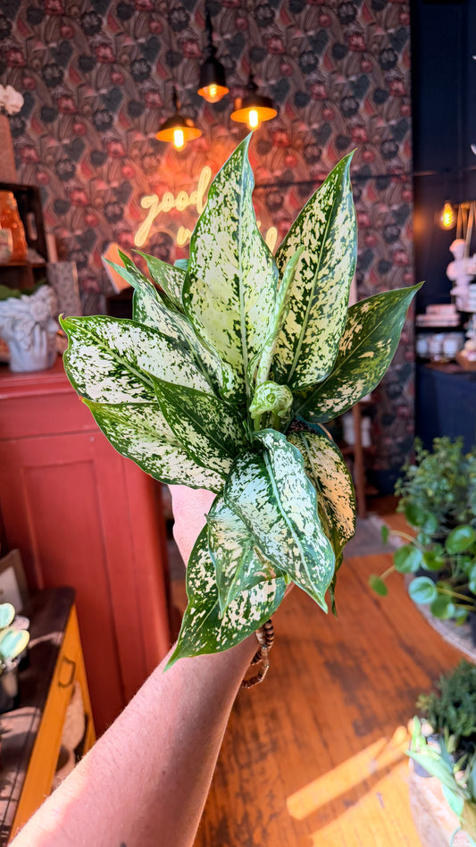 5” Spring Snow Aglaonema