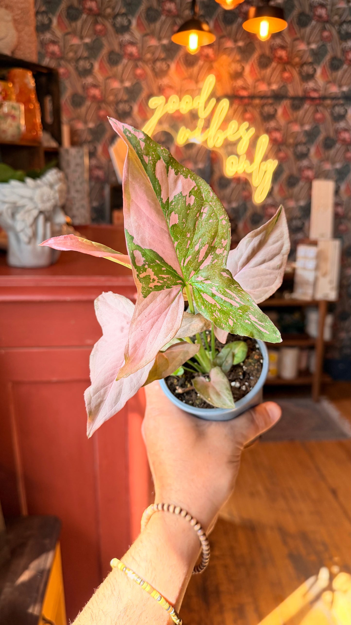 4” Pink Splash Syngonium