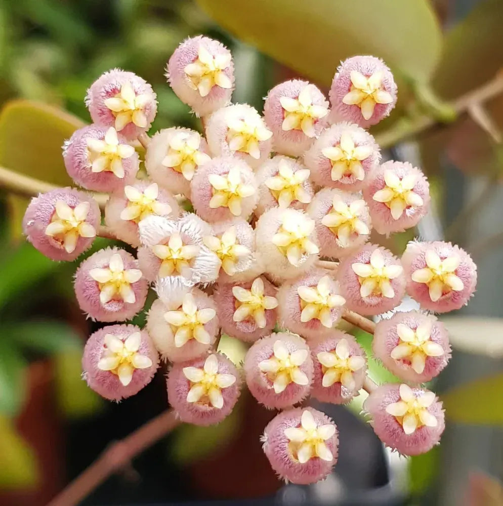 6” Sunrise Hoya