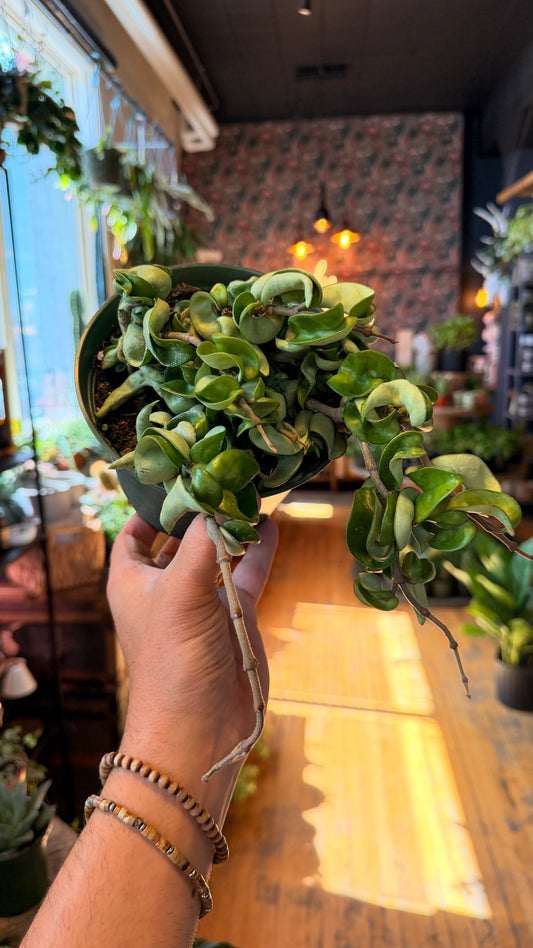 6” Hindu Rope Hoya