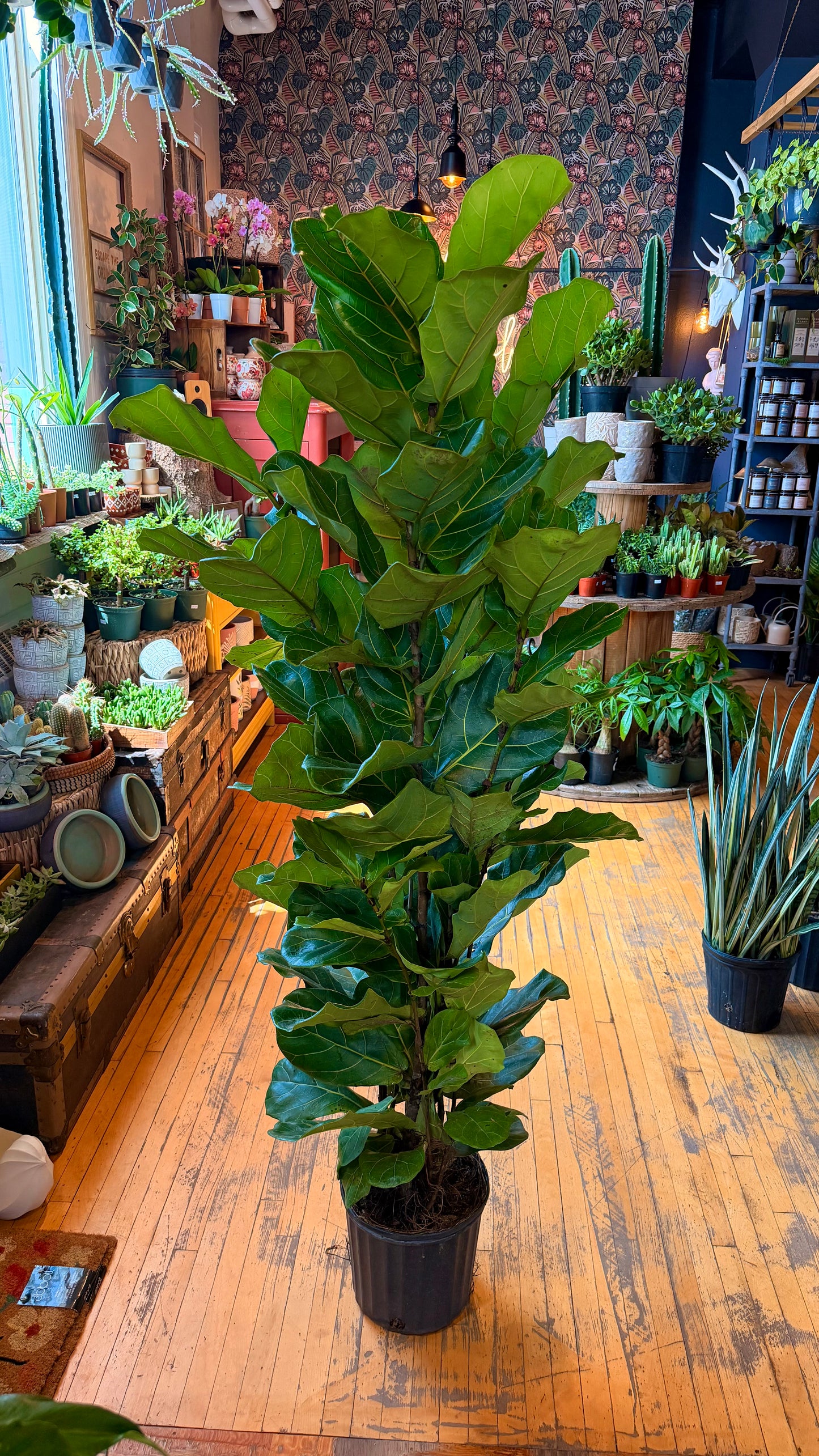 10” Ficus Suncoast Fiddle Leaf