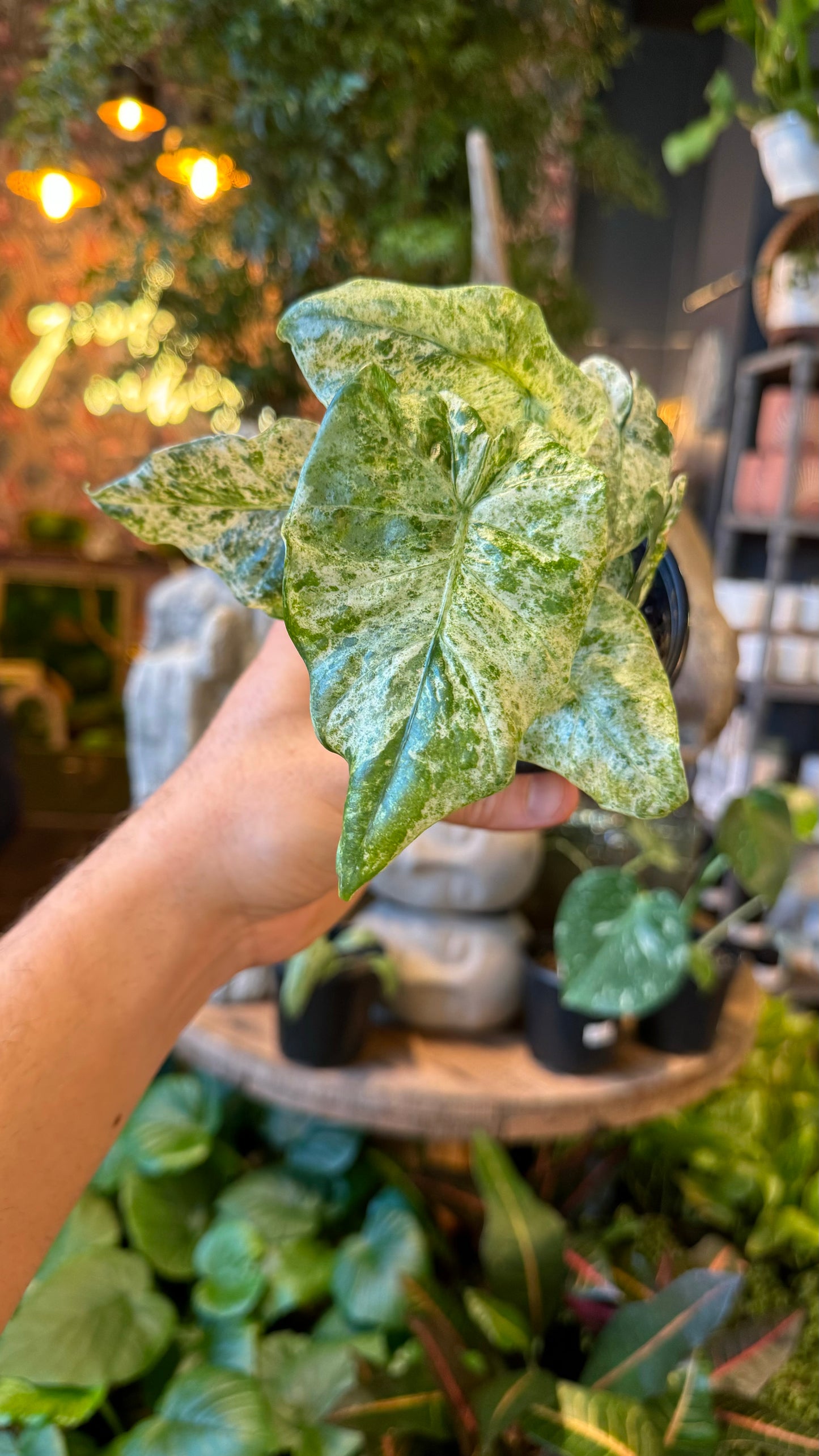 4” Alocasia Macrorrhiza ‘Camo’ Variegated