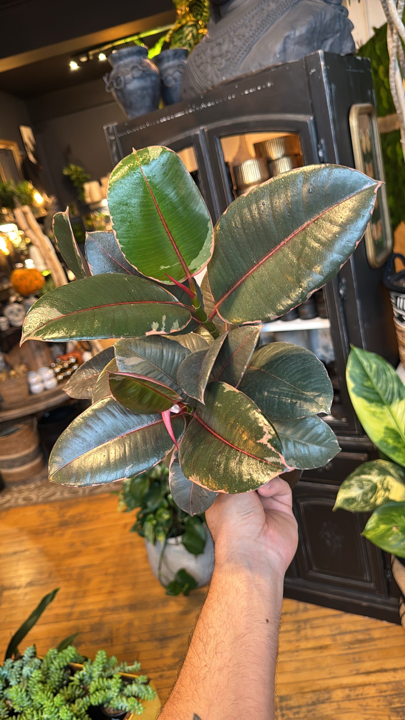 6” ‘Ruby’ Rubber Plant