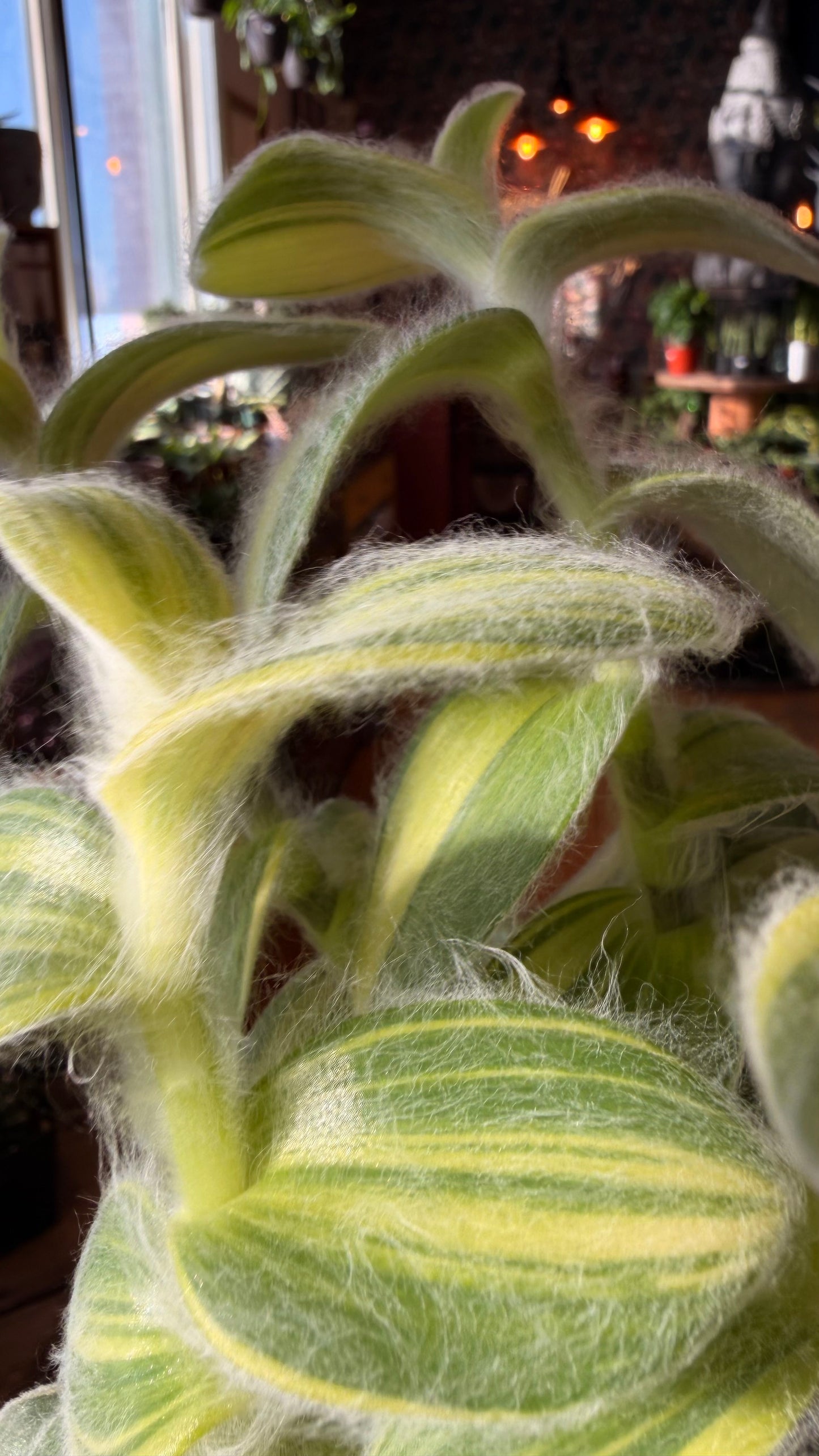 4” Tradescantia ‘Velvet Strip’