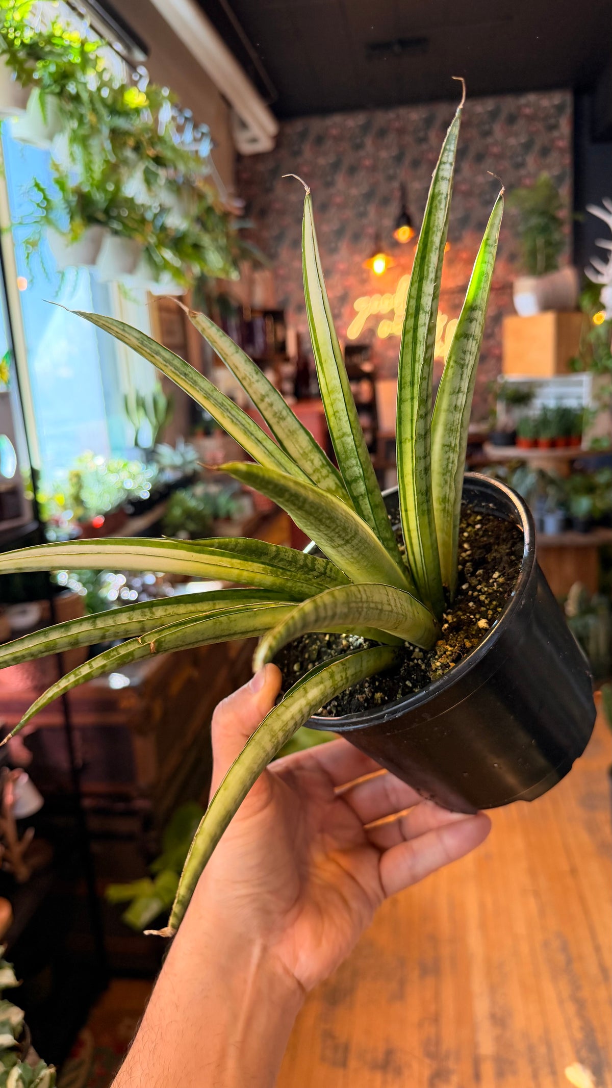 6” Gabriella White Snake Plant