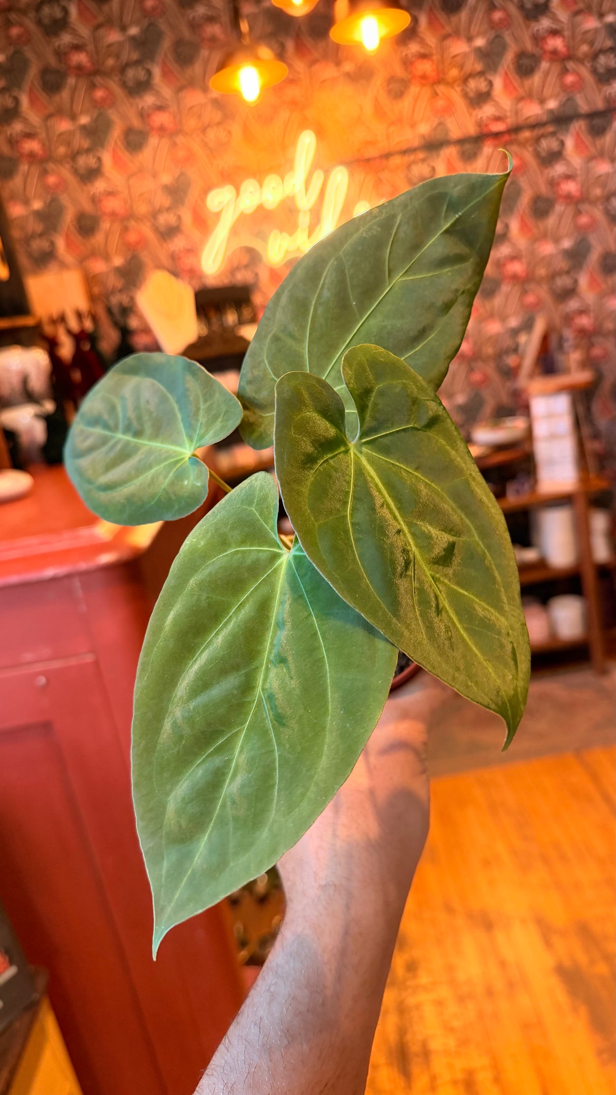 4” Anthruium Hybrid Legend X Magnificum