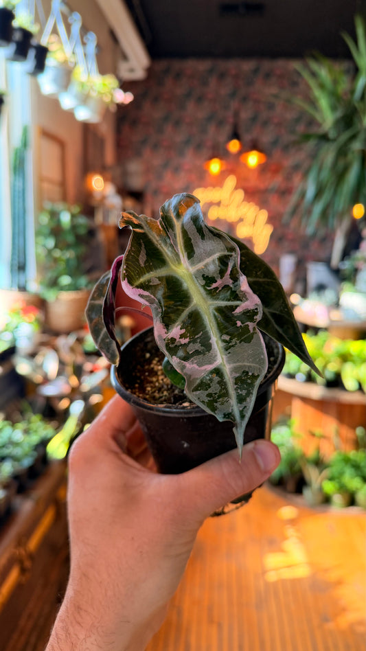 4” Pink Polly Snowflake Alocasia