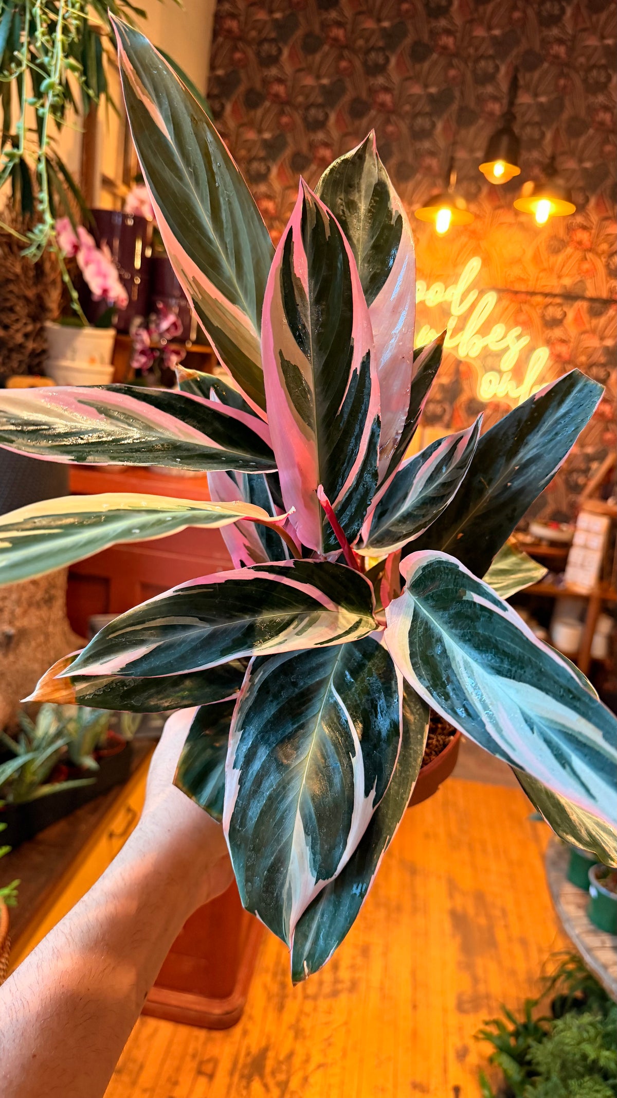 6” Stromanthe Triostar