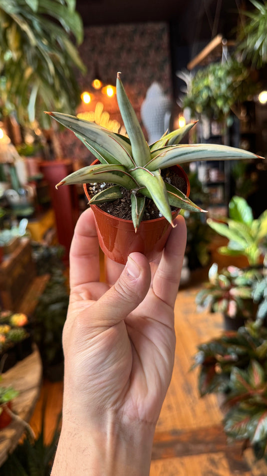 3” Lavarnos Blue Clone Variegated Snake Plant
