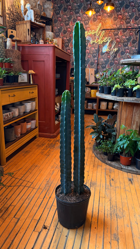 10” Cuddly Cactus