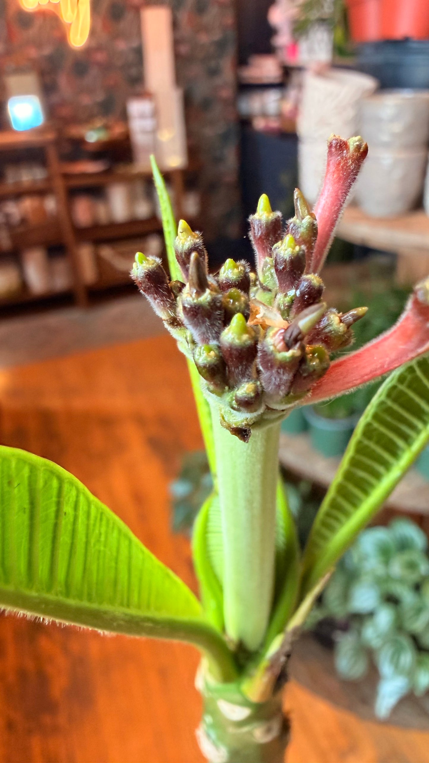 3” Plumeria In Clay Pot