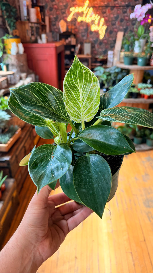 6” Philodendron Birkin
