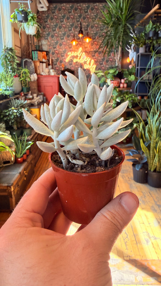 2.5” Ghost Plant
