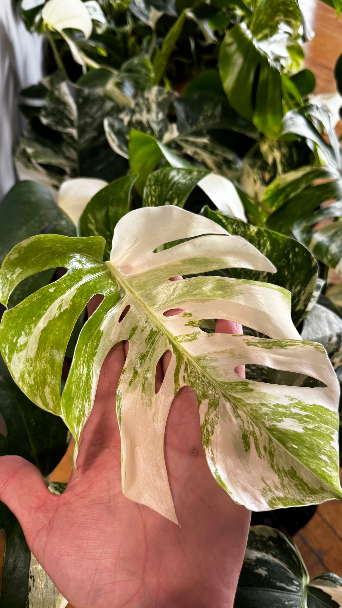 1 Gallon - Monstera Albo Borsigiana Variegated