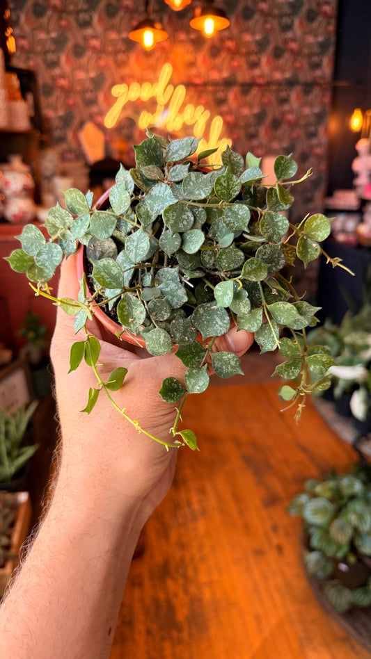 4.5” Curtsii Hoya