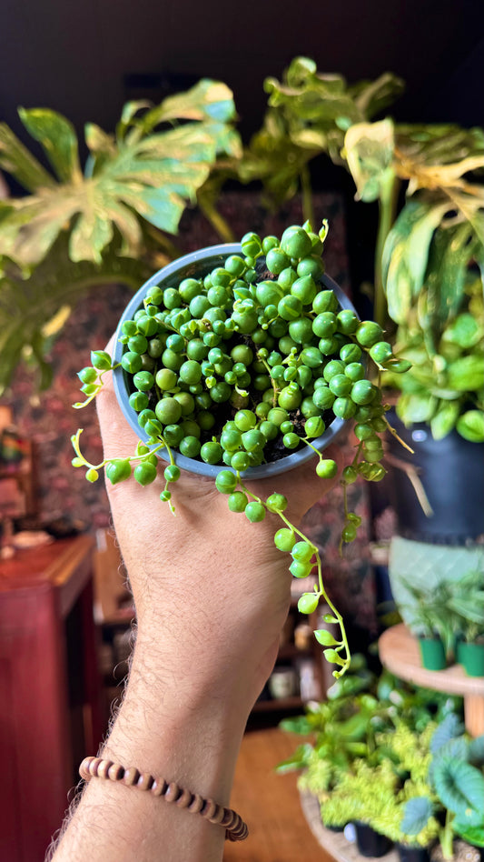 4” String of Pearls