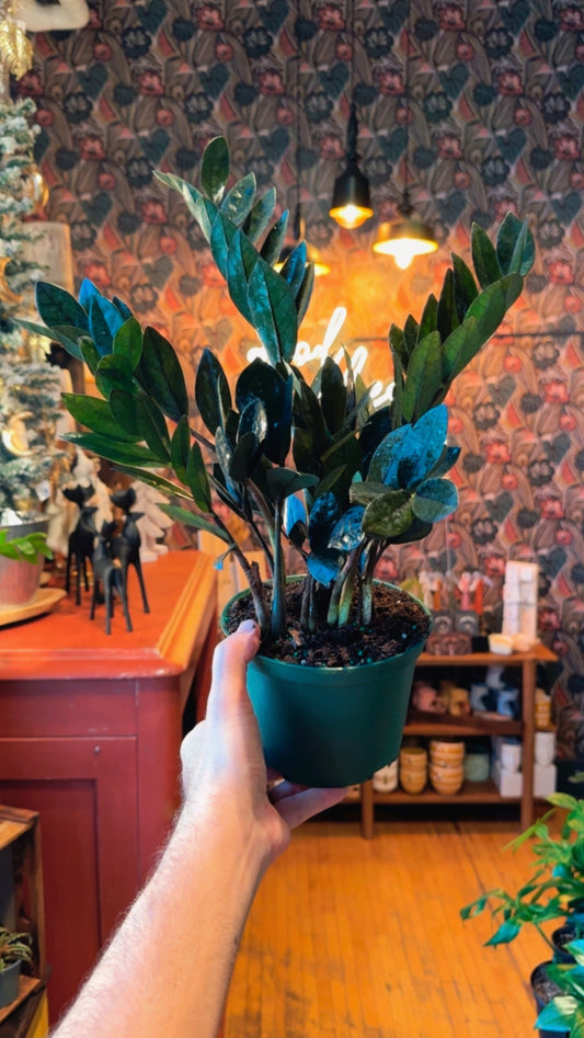 6” Raven Zz Plant