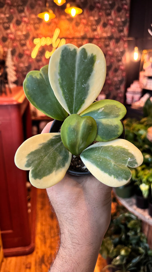 4” Kerri Hoya Albo ‘Outer Variegation’