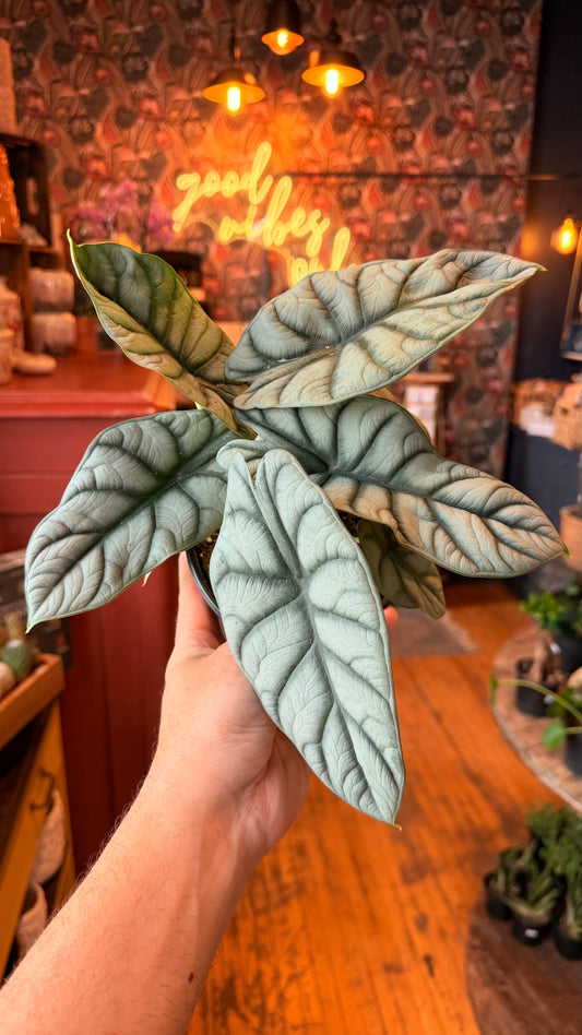 6” Silver Dragon Alocasia