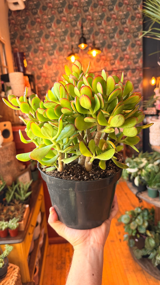 8” Jade Plants