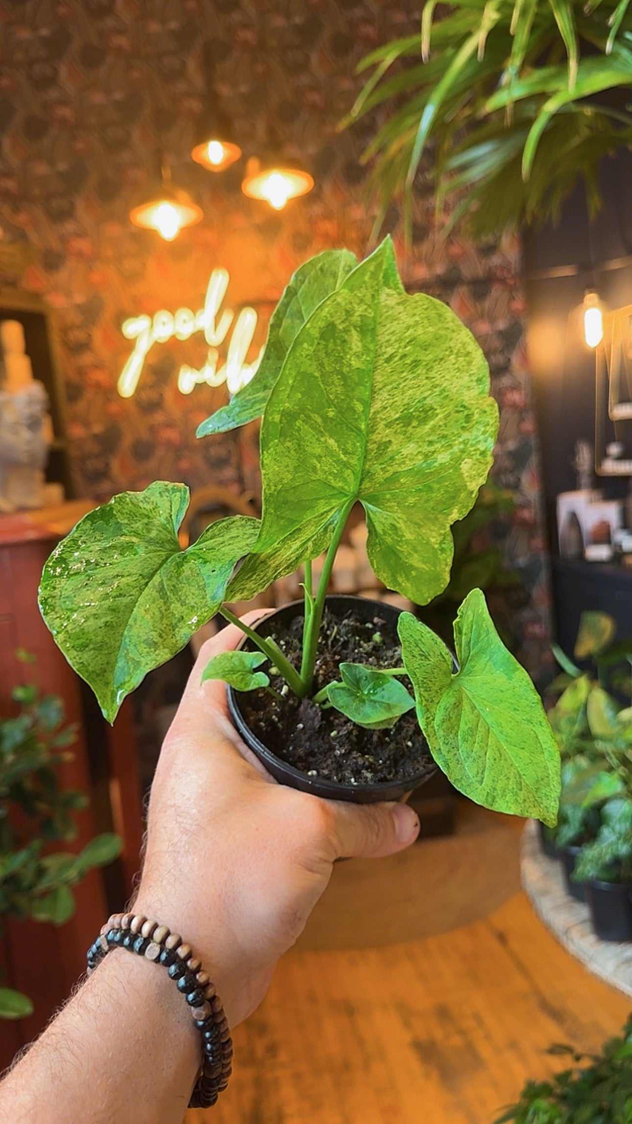 4” Mottled Mojito Syngonium