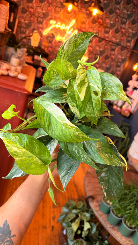 6” Epipremnum Pinnatum 'Marble'