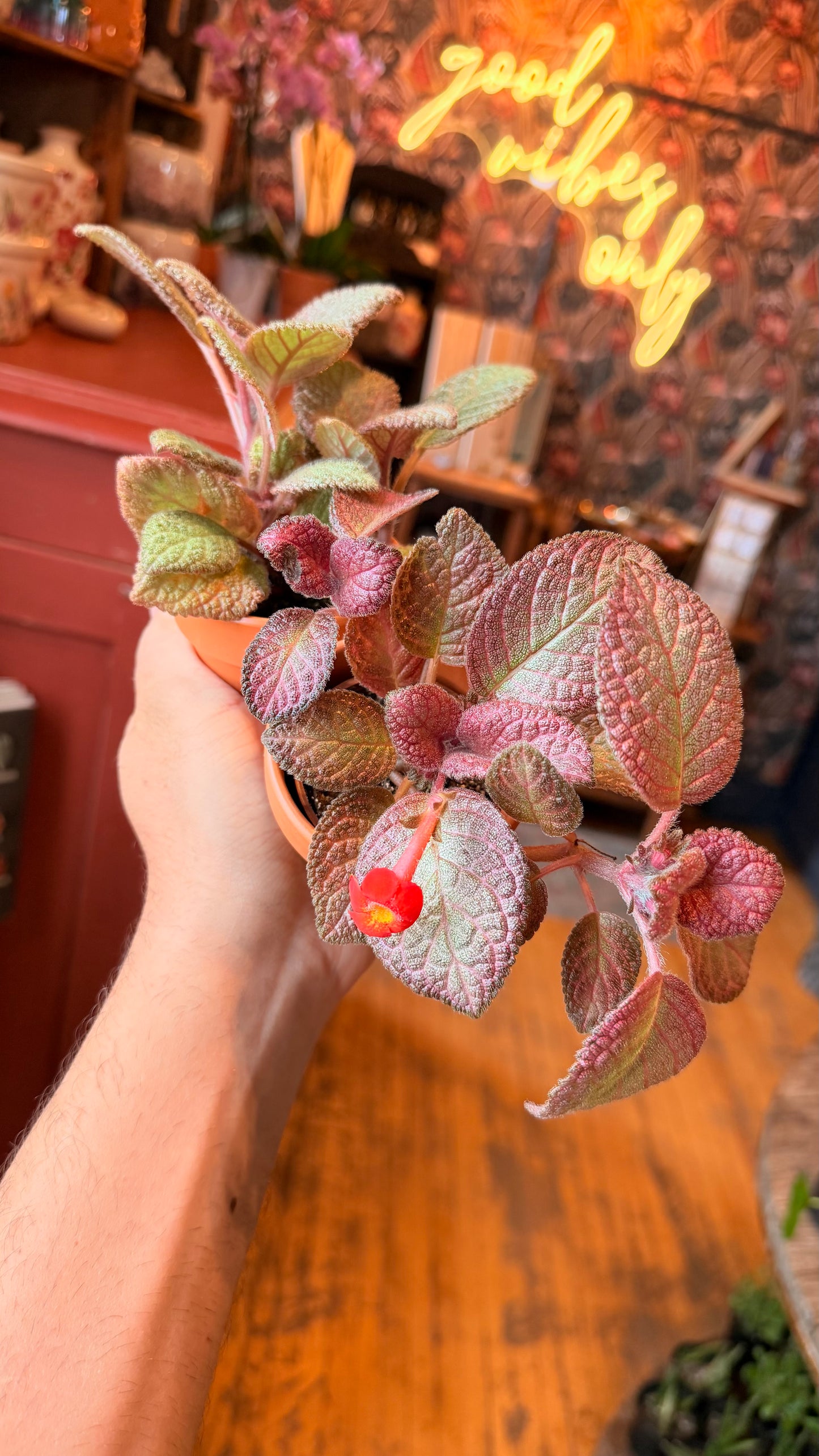 2.5” Episcia Flame Violets In Terracotta Pot