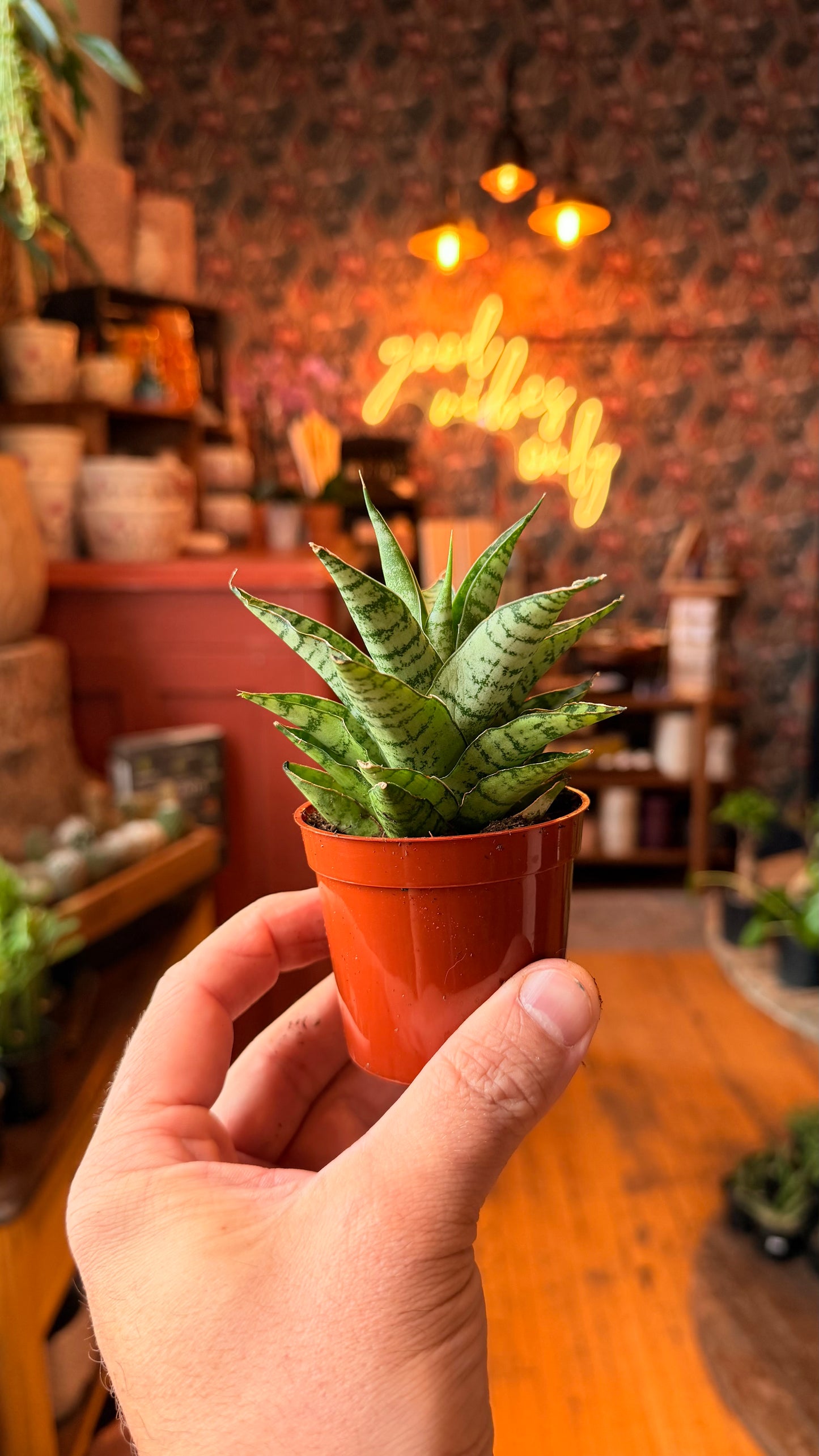 2.5” Tough Lady Sanseveria